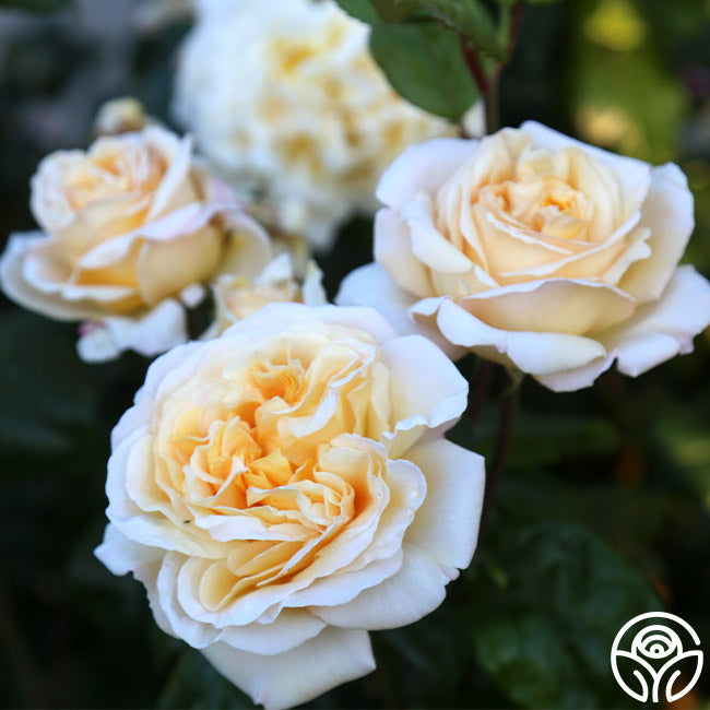 Rose - Romantica Moonlight