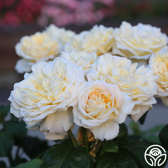 Rose - Romantica Moonlight