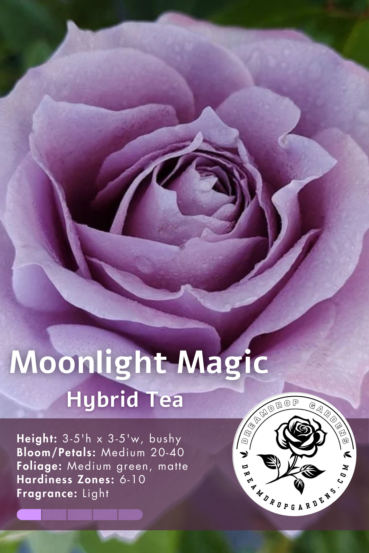 Rose - Moonlight Magic - Hybrid Tea – Realmdrop Shop