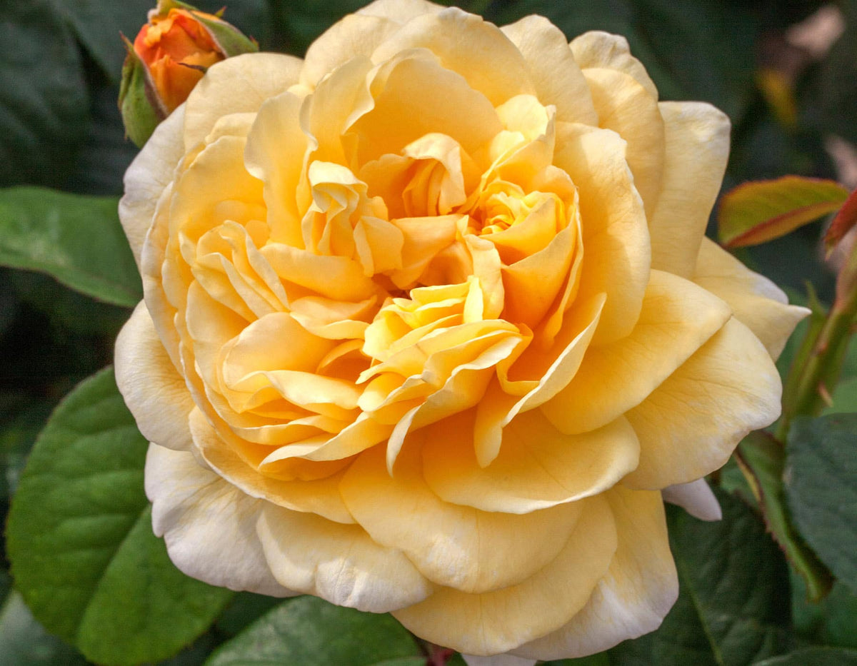 Rose - Romantica Moonlight