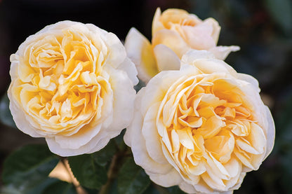 Rose - Romantica Moonlight
