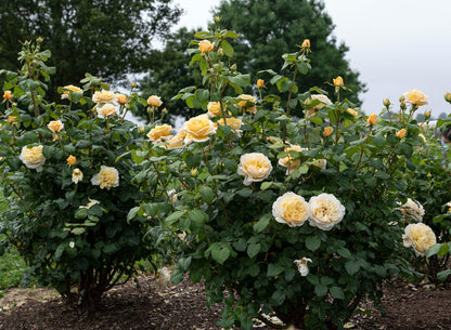 Rose - Romantica Moonlight
