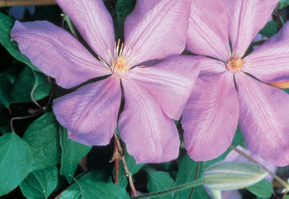 Clematis - Mrs Cholmondely