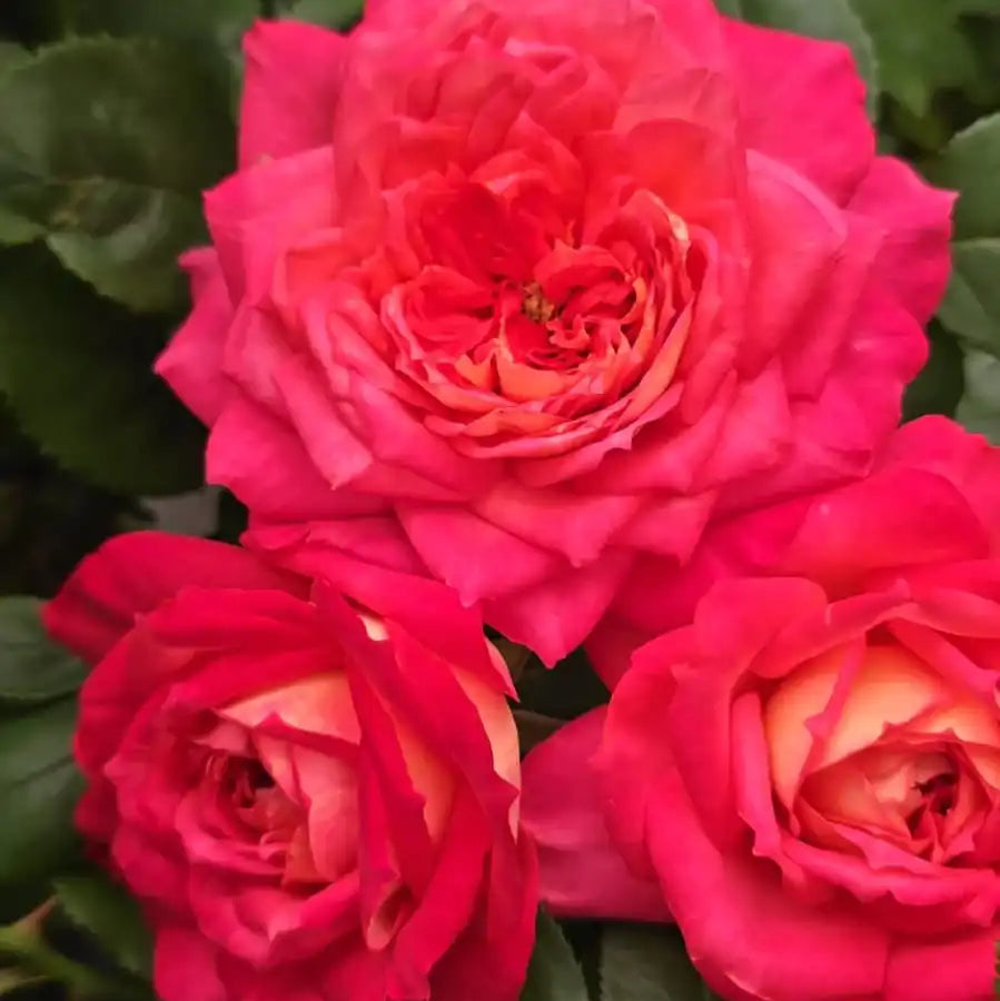 Rose - My Sweet Love