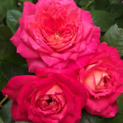 Rose - My Sweet Love