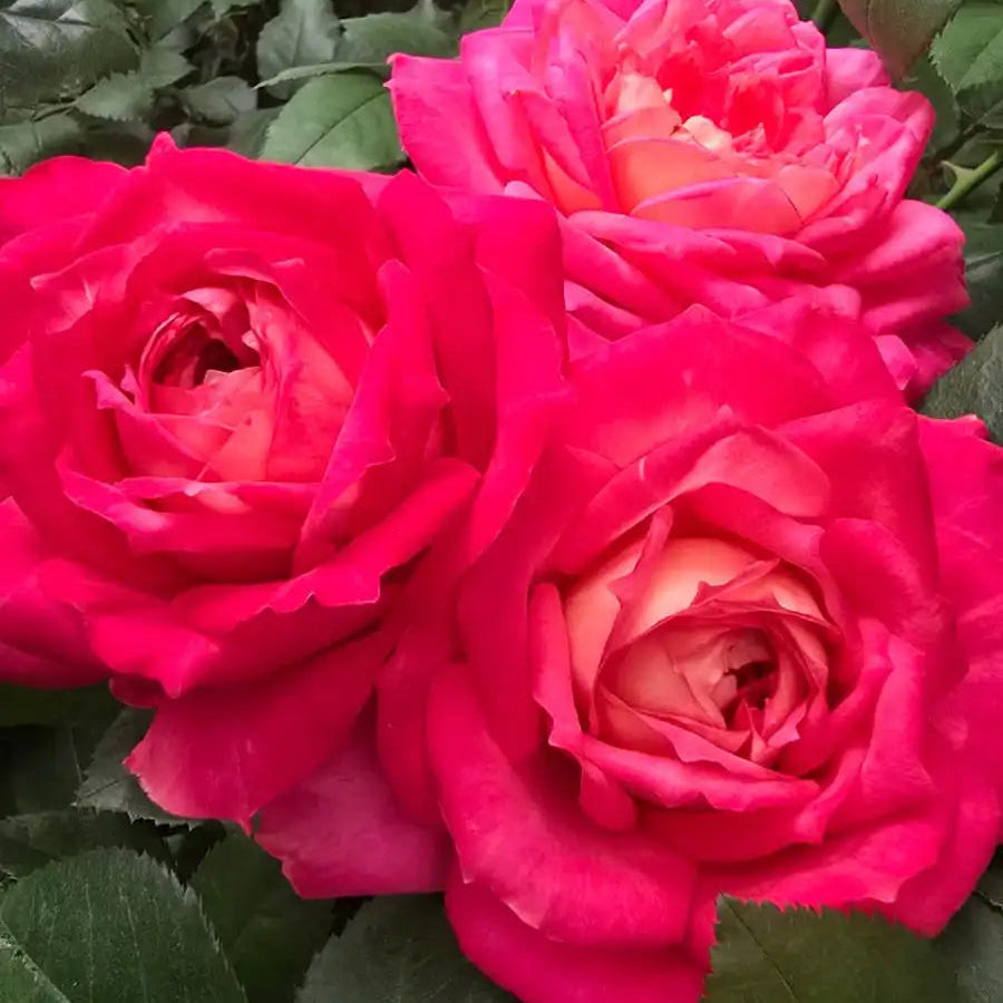 Rose - My Sweet Love
