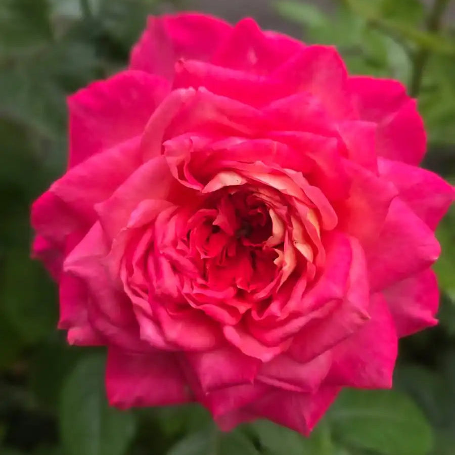 Rose - My Sweet Love