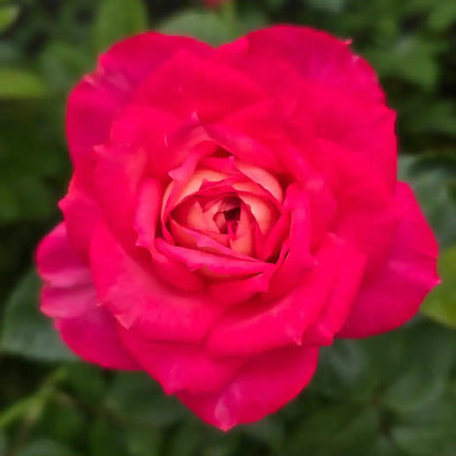 Rose - My Sweet Love