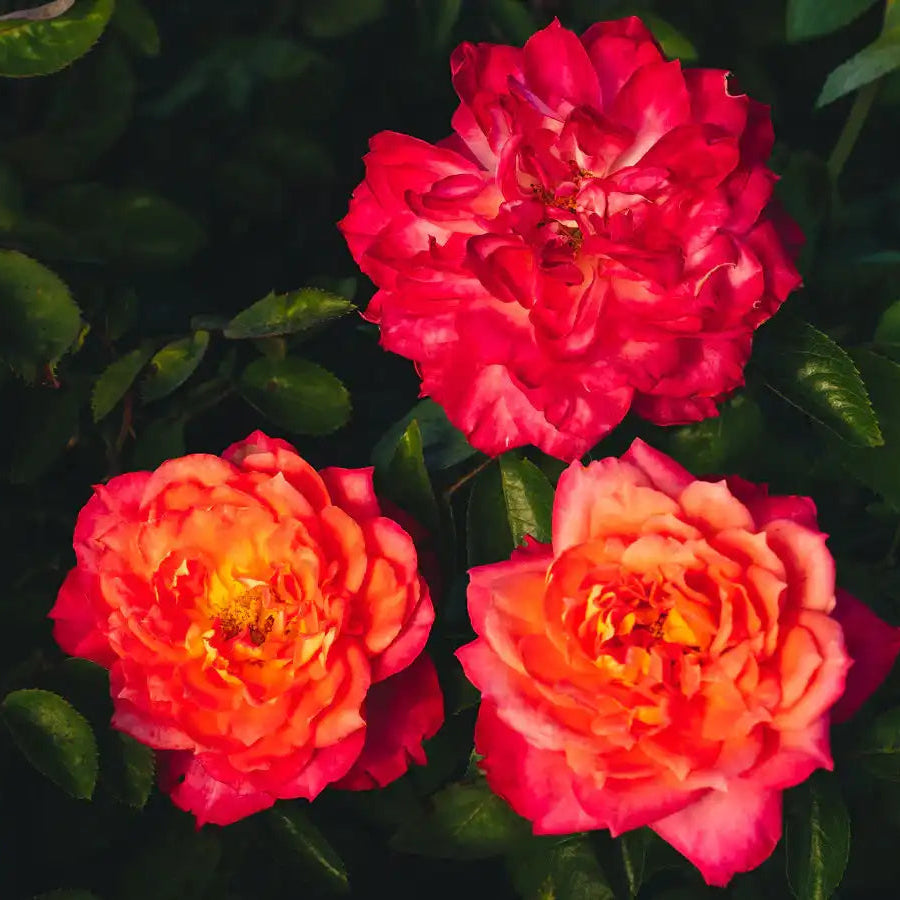 Rose - My Sweet Love