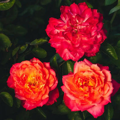 Rose - My Sweet Love