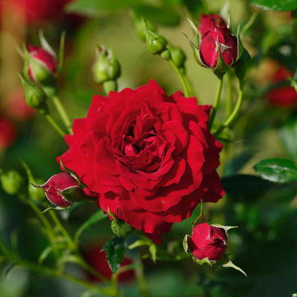 Rose - Starlet Beauty Natalie