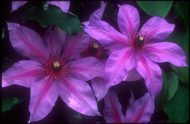 Clematis - Natascha