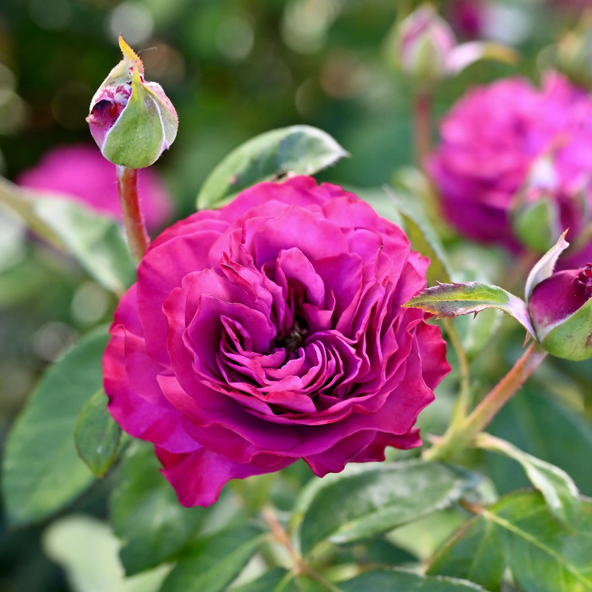 Rose - Navy