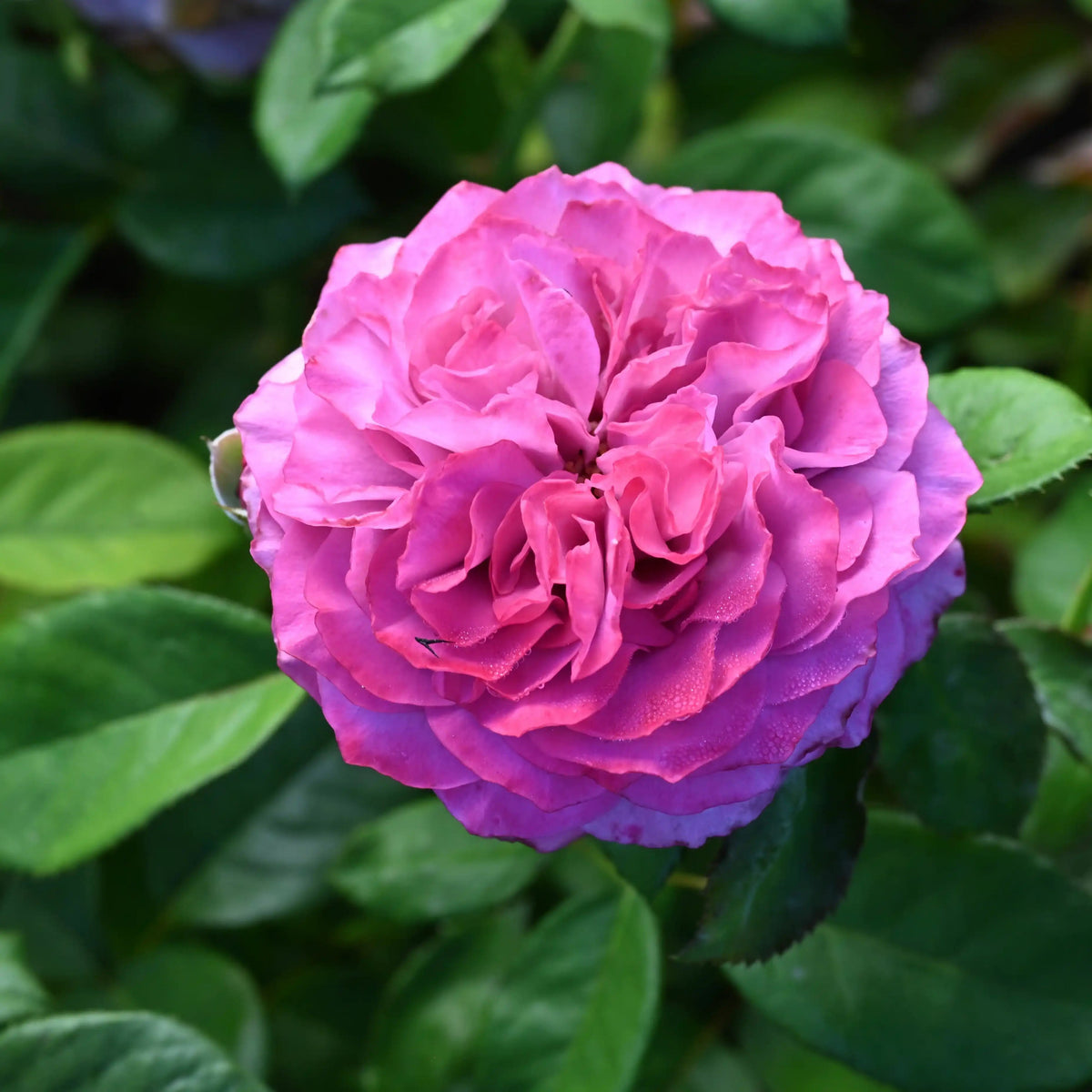 Rose - Navy