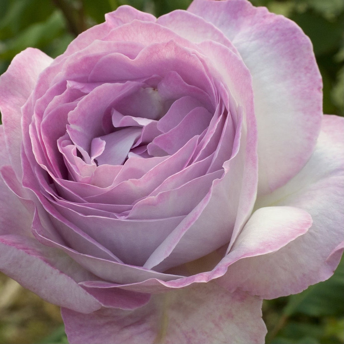 Rose - Nicole Carol Miller