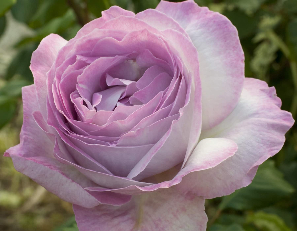 Rose - Nicole Carol Miller