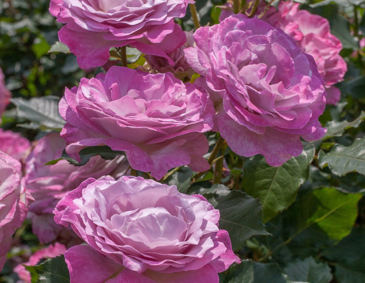 Rose - Nicole Carol Miller