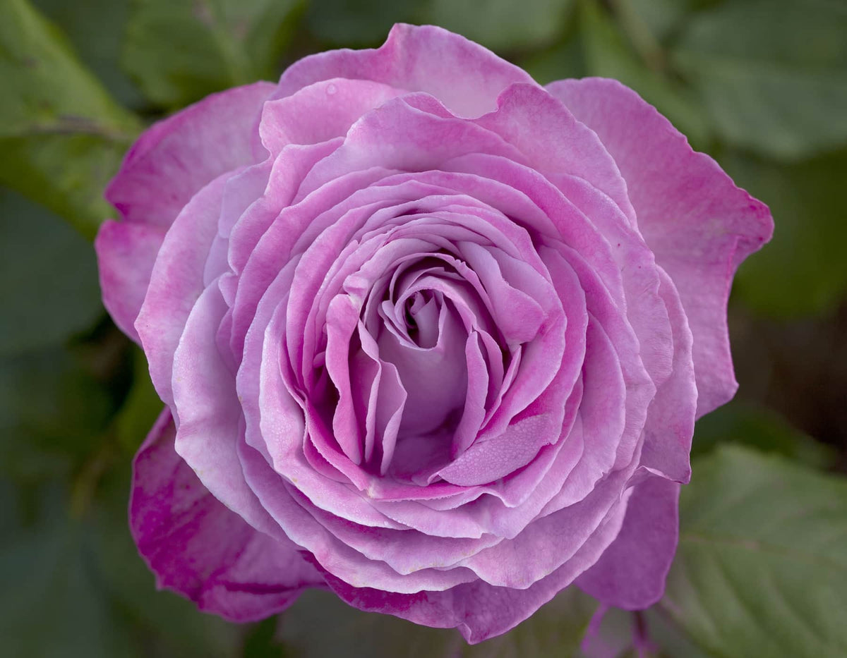 Rose - Nicole Carol Miller