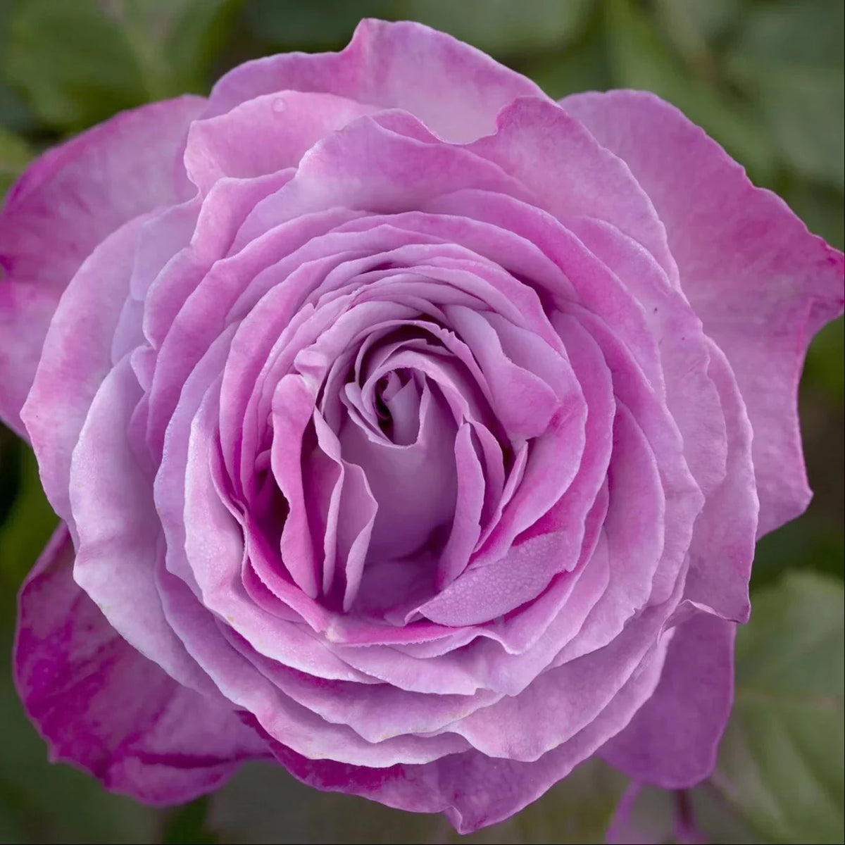 Rose - Nicole Carol Miller