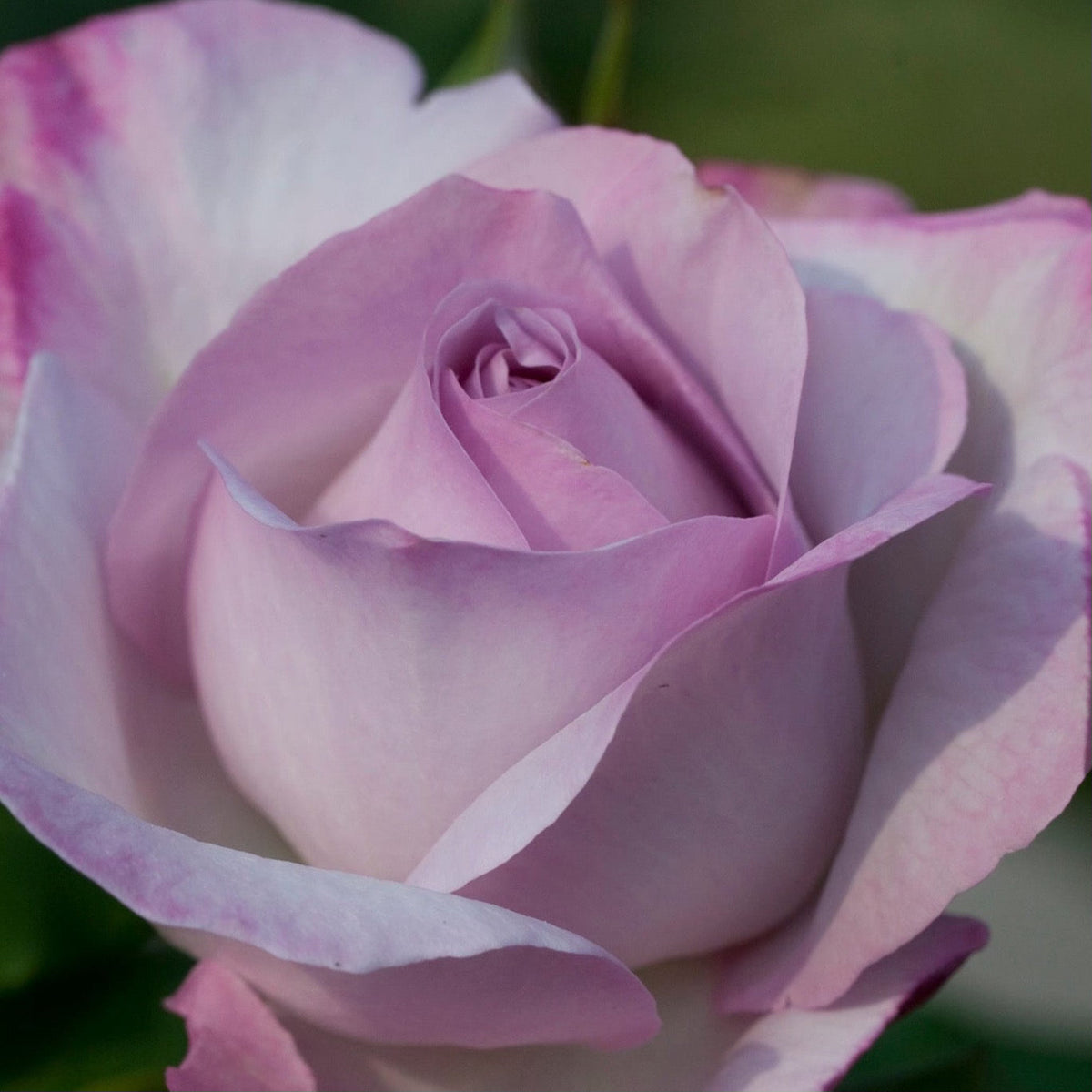 Rose - Nicole Carol Miller
