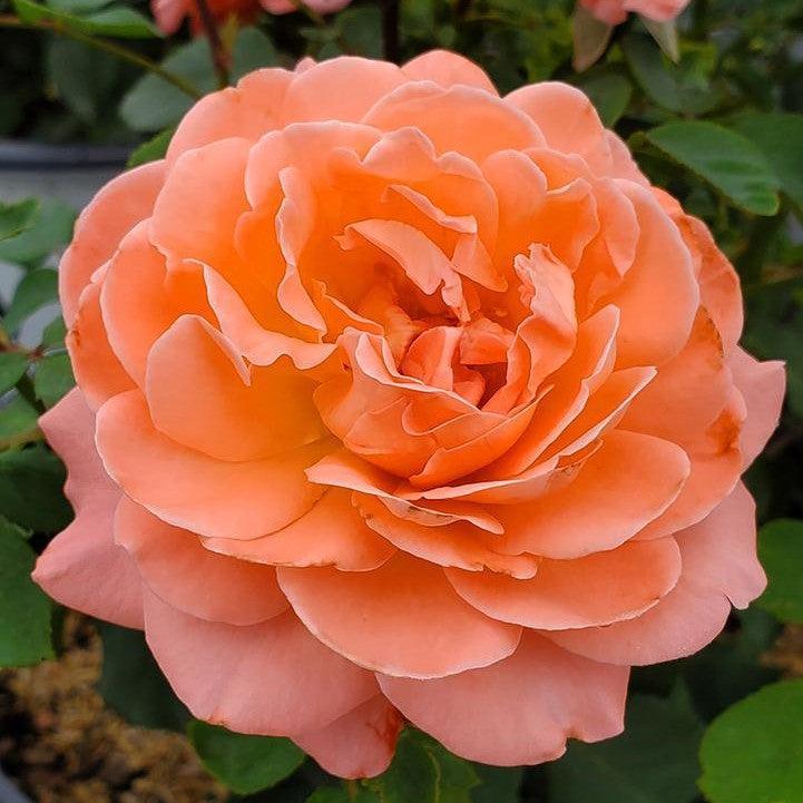 Rose - Proven Winners Reminiscent Coral Rose