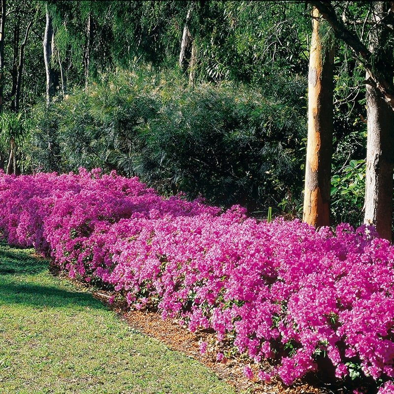 Bougainvillea - BAMBINO Lilac