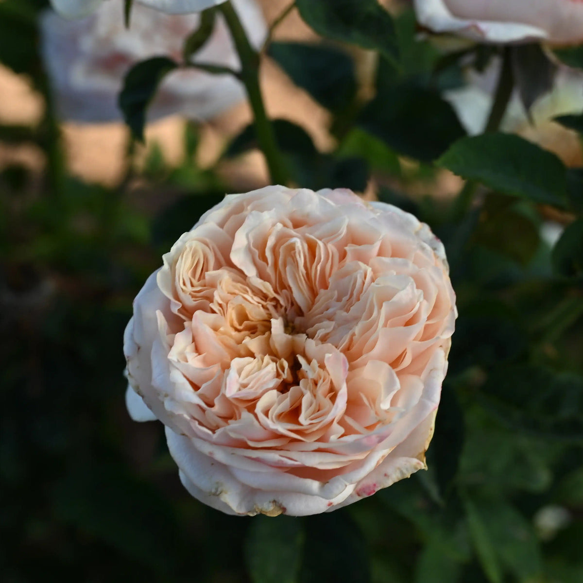 Rose - Notting Hill