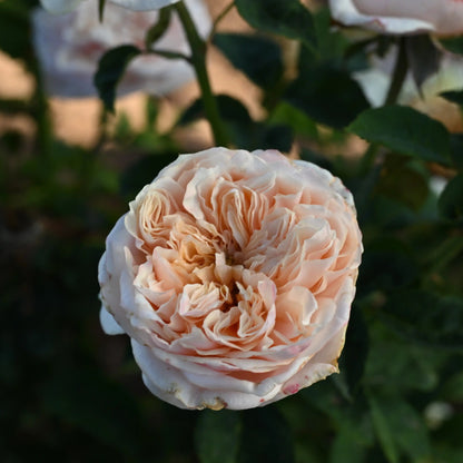 Rose - Notting Hill