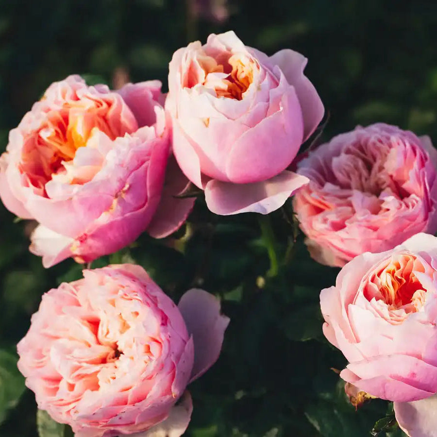Rose - Notting Hill