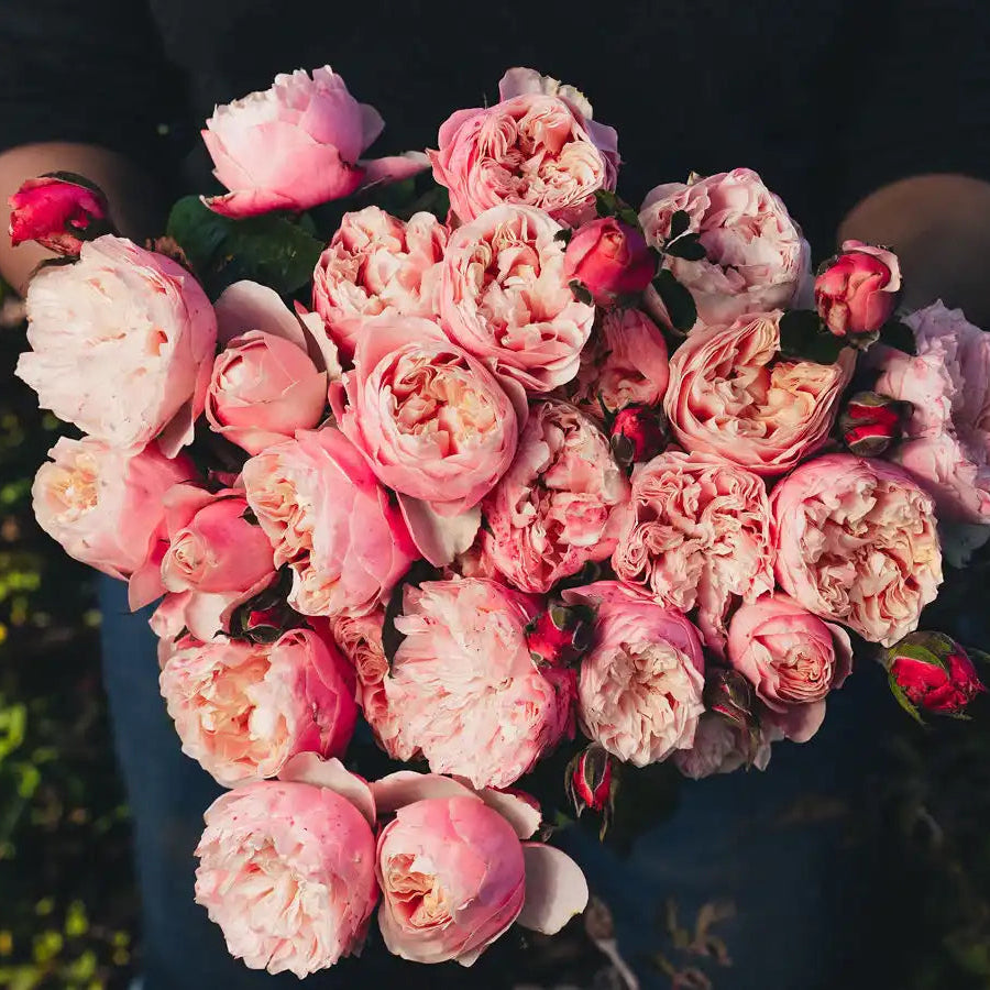 Rose - Notting Hill