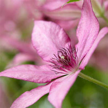 Load image into Gallery viewer, Clematis - Giselle - Large Flowering
