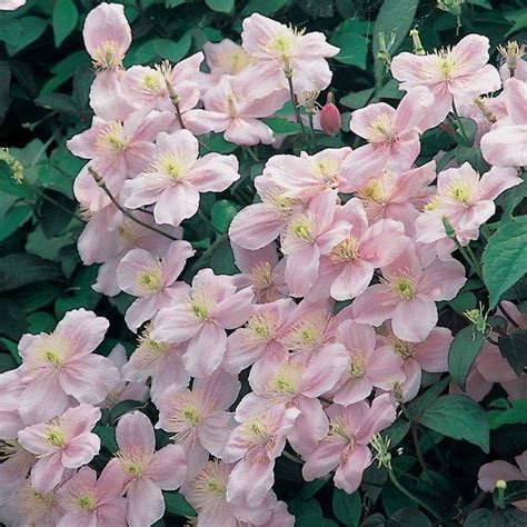 Clematis 'Montana Mayleen' - Fragrant