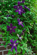 Load image into Gallery viewer, Clematis - Jackmanii
