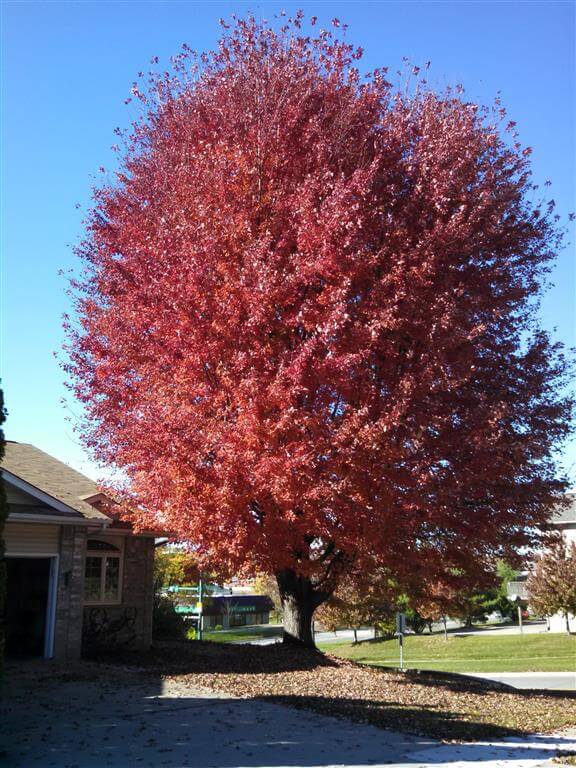 Red Maple - October Glory