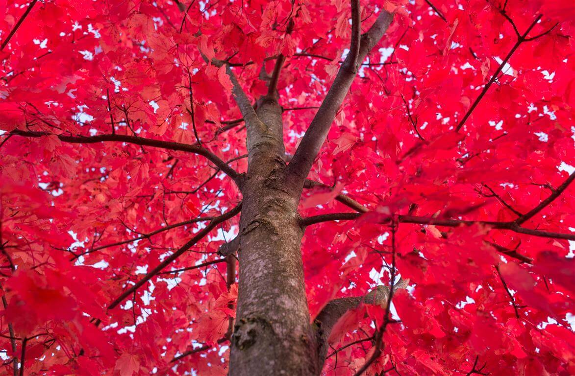 Red Maple - October Glory