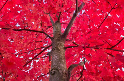 Red Maple - October Glory