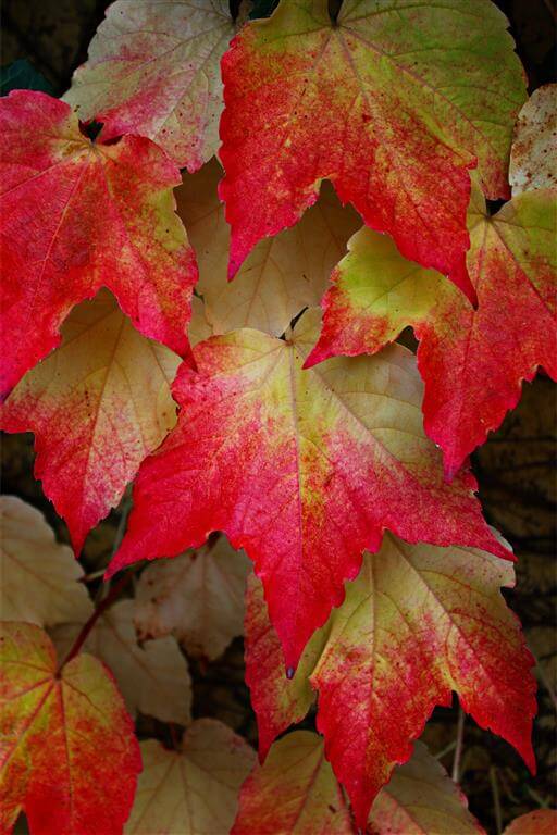 Red Maple - October Glory