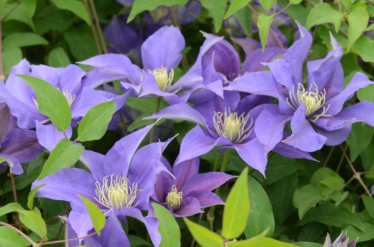 Clematis 'Olympia'