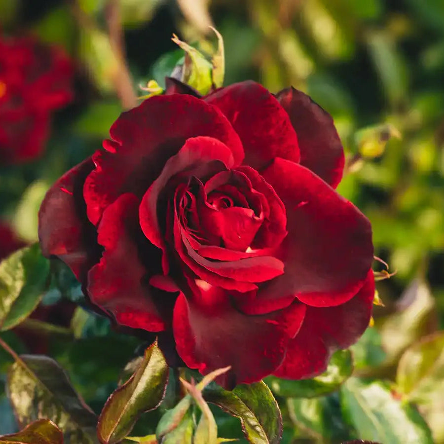 Rose - Opus Noir