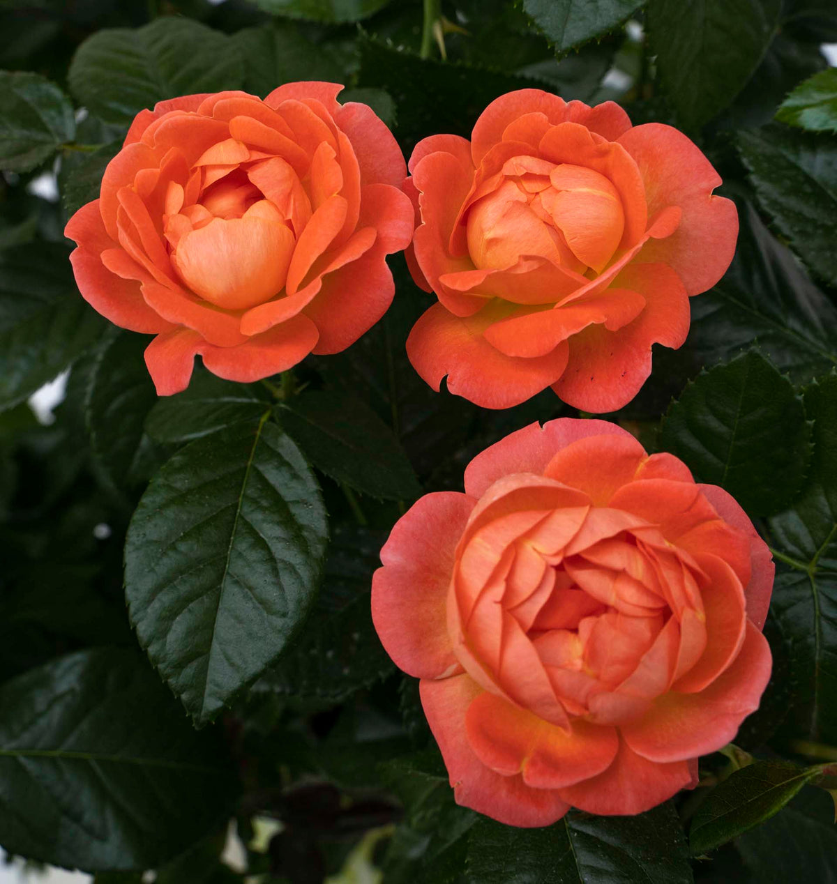 Rose - Orange Glow Knock Out