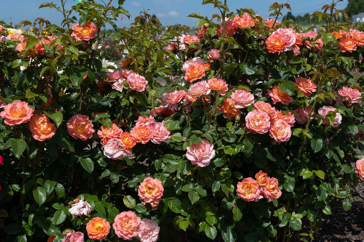 Rose - Orange Glow Knock Out