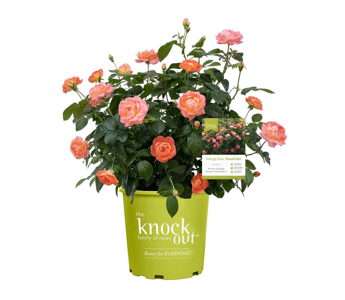 Rose - Orange Glow Knock Out