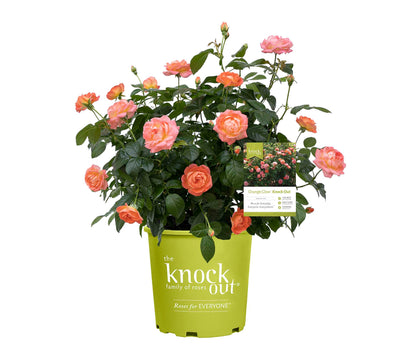 Rose - Orange Glow Knock Out