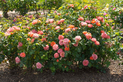 Rose - Orange Glow Knock Out