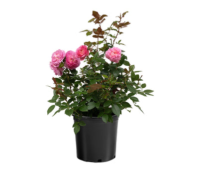 Rose - Orchid Romance