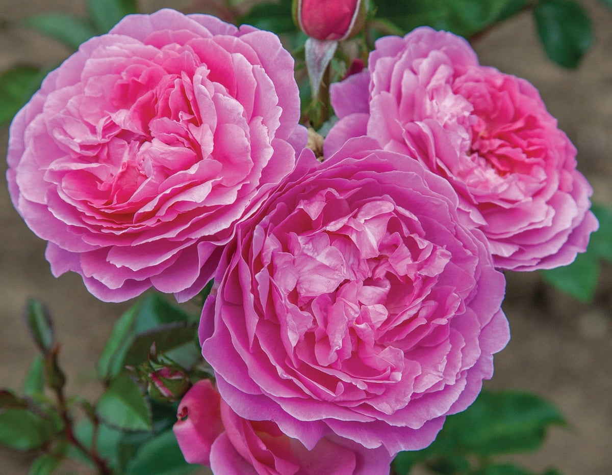 Rose - Orchid Romance