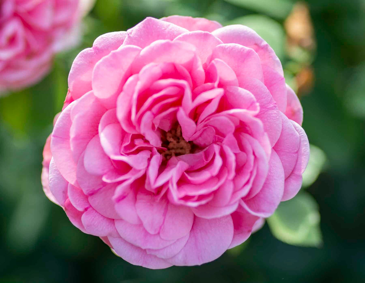 Rose - Orchid Romance