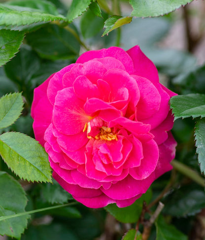 Rose - Orchid Romance