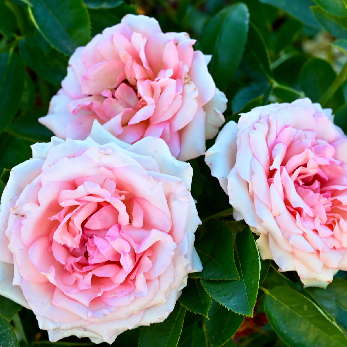 Rose - Organza