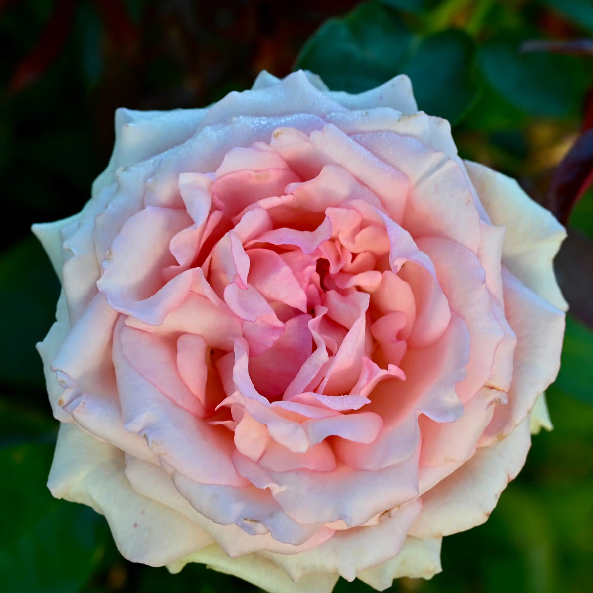 Rose - Organza